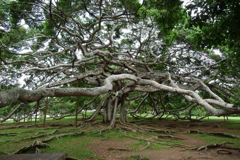 Sri Lanka, Kandy, Royal Botanical Garden